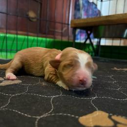 Madonna - Red merle female Miniature Australian Shepherd puppy in Terryville, Connecticut from Spirited Aussies