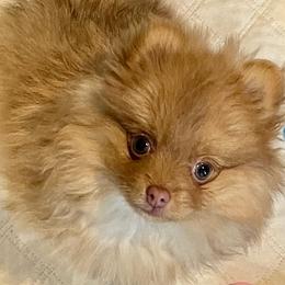 Raya - Beaver female Pomeranian puppy in Bentonville, Arkansas from Hummingbird & Fox