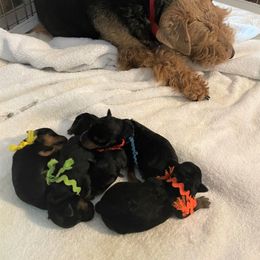 Welsh Terrier Puppies from Gryphon Roc Kennels