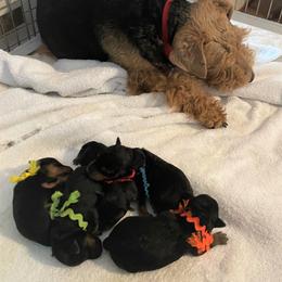 Welsh Terrier Puppies from Gryphon Roc Kennels