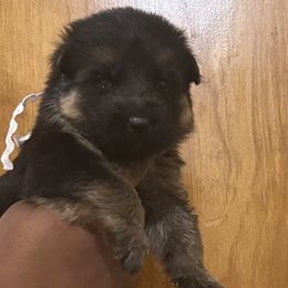 White collar male - Black and red male German Shepherd puppy in Wyoming, Michigan from Big Jones Kennels