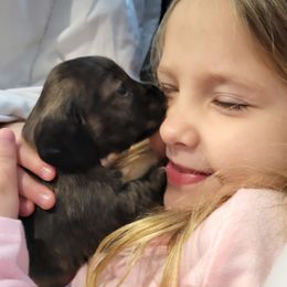 Dachshund puppies from Ari's Labradoodles