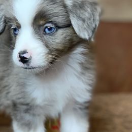 Toy Australian Shepherd Puppies from Roses Halfpint Ranch