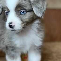 Toy Australian Shepherd Puppies from Roses Halfpint Ranch