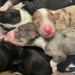 Aussiedoodle, Goldendoodle, Golden Retriever, and Poodle Puppies from Tails of Cypress