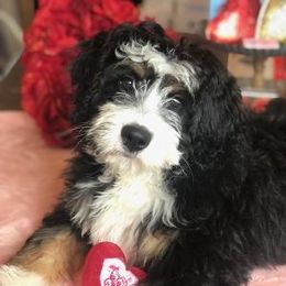Bernedoodle and Dachshund All Grown Up from Heavenly Heritage Dachshunds