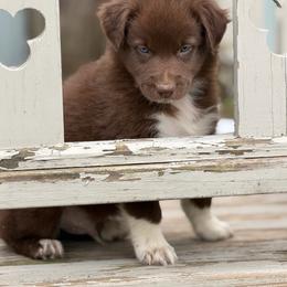 Hopper - Red & white male Australian Shepherd puppy in Windsor, New York from Double B Aussies
