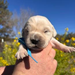 Light blue boy - Light golden male Golden Retriever puppy in Pahrump, Nevada from Southern Nevada Goldens