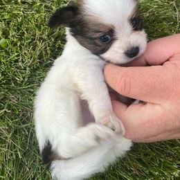Papillon Puppies from Heart Mountain Kennels