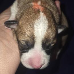 Mr Orange - Red male Pembroke Welsh Corgi puppy in Gig Harbor, Washington from Pacific Northwest Pembroke Welsh Corgis