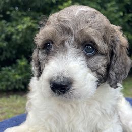 Beethoven - Goldendoodle puppy from Doodlepark