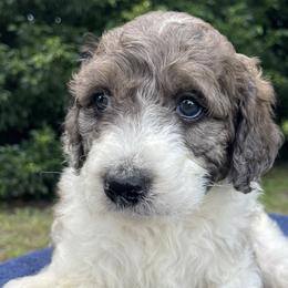 Beethoven - Goldendoodle puppy from Doodlepark