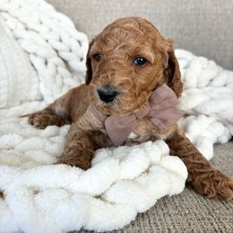 Goldendoodle Puppies from Doodlesbyhoney