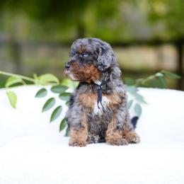 Black collar - Blue merle male Bernedoodle puppy in Spokane, Washington from Doodle Love