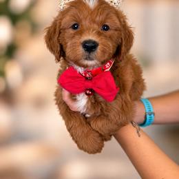 Cinnamon - Red  female Goldendoodle puppy in Norcross, Georgia from Teddy Puppies