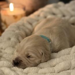 Girl 8 - female Golden Retriever puppy in New Kent, Virginia from Coastal Retrievers