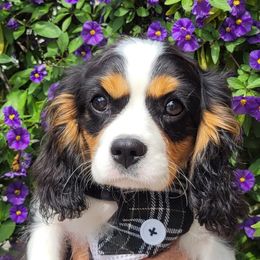 Cavalier King Charles Spaniel All Grown Up from Majesty Cavaliers