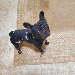 Cash - French Bulldog