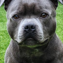 BamBam - Staffordshire Bull Terrier