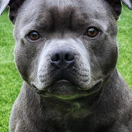 BamBam - Staffordshire Bull Terrier