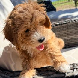 Bashful - Red  female Goldendoodle puppy in Bradenton, Florida from Christianna’s Mini Goldendoodles