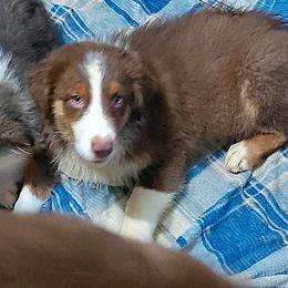 KODY - Red tri-color male Australian Shepherd puppy in Elk Creek, Missouri from Hearts on Fire Australian Shepherds