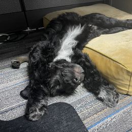 Portuguese Water Dog Puppies from PEJA PWDs