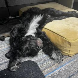 Portuguese Water Dog Puppies from PEJA PWDs