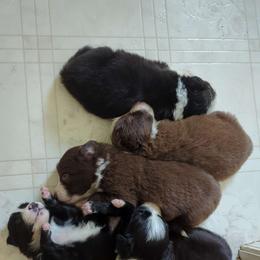 Border Collie Puppies from Athena’s Collies