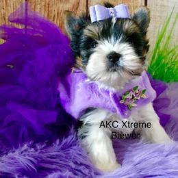 Small girl - Black tan and white female Biewer Terrier puppy in Jonestown, Pennsylvania from AKC Xtreme Biewer Terriers...
