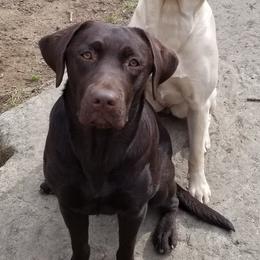 Labrador Retrievers from Cindy's Ten Star Labradors