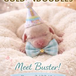 Buster - Cream male Goldendoodle puppy in Aurora, Illinois from Chicago Goldendoodles