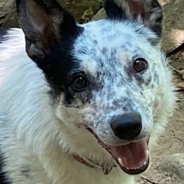 Keef - Border Collie