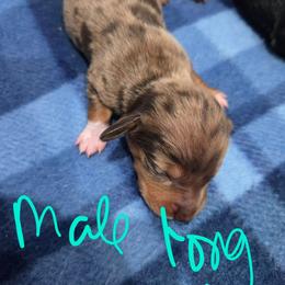 Chocolate Dapple Male - Dapple male Dachshund puppy in Fulton, Missouri from New Hope Dachshund Puppies