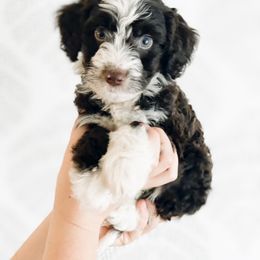 Boy 3 - Aussiedoodle puppy in Davidson, North Carolina from PLUM PUPS