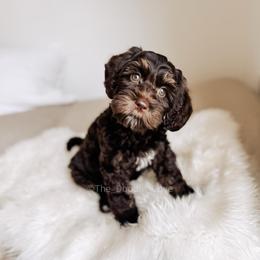 Martha's Vineyard - Chocolate female Australian Labradoodle puppy in Syracuse, Indiana from The Doodle Cove