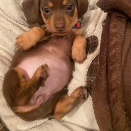 Dachshund Puppies from SouthernMama Doxies