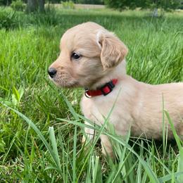 Red Girl - Golden female Golden Retriever puppy in Louisville, Illinois from Hearth & Homestead