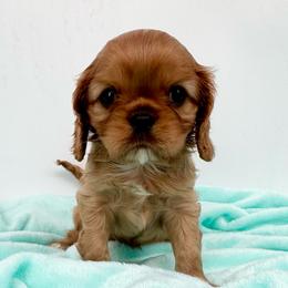 AKC Champion-Sired Maverick - Ruby male Cavalier King Charles Spaniel puppy in Louisville, Kentucky from Ali-Mae Cavaliers