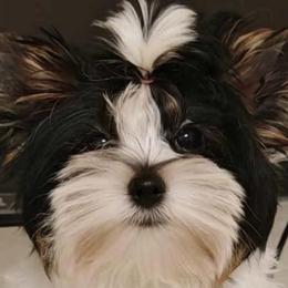 Biewer Terriers and Yorkshire Terriers from Frosty Paw Biewers and Yorkshires