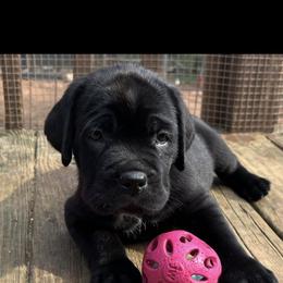 Girl 1 - Black female Cane Corso puppy in Douglasville, Georgia from Palazzo Cane Corso