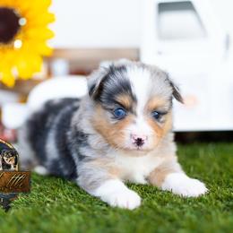 Doc - Blue merle male Miniature American Shepherd puppy in Granbury, Texas from Best Little Aussies
