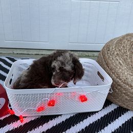 "Naveen (Not for sale)" Goldendoodle Puppies from Sweetgrass Goldendoodles of Moncks Corner