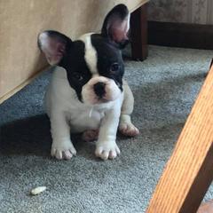 French Bulldog Puppies from Color Me Pied Frenchies