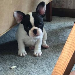 French Bulldog Puppies from Color Me Pied Frenchies