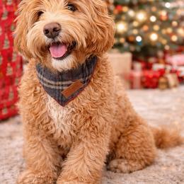 Riley - Australian Labradoodle