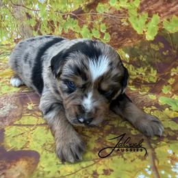 Joel - male Miniature Australian Shepherd puppy in Lumberton, Mississippi from Talowah Aussies