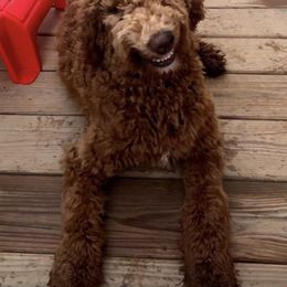 Asia - Red  female Poodle puppy in Murrayville, Georgia from Spoiled Rotten Kennels