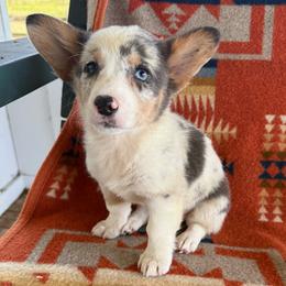 Poptart - Blue merle and white female American Corgi puppy in Okeechobee, Florida from HotShot Kennels