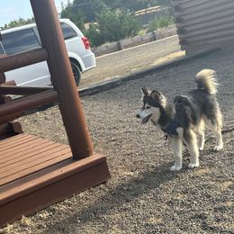 Pomskies from Alyssa’s pomsk’s